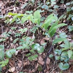 Polygonatum multiflorum