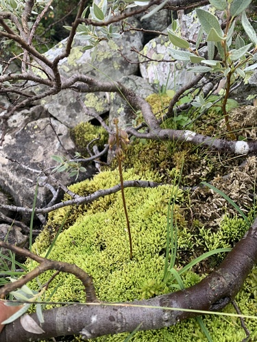 northern coralroot