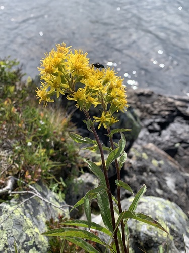 European goldenrod