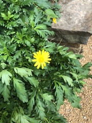 Euryops pectinatus