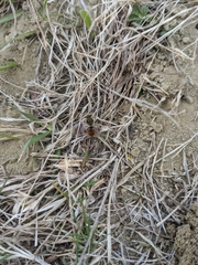 Andrena erythrogaster