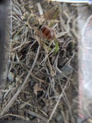 Andrena erythrogaster