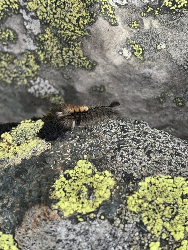 Rusty Tussock Moth