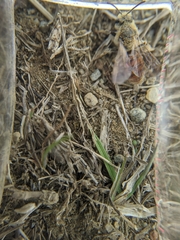 Andrena erythrogaster