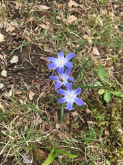 Scilla luciliae