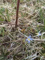 Andrena erythrogaster