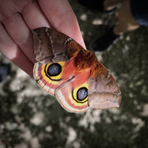 Io Moth, photo 6 of 10