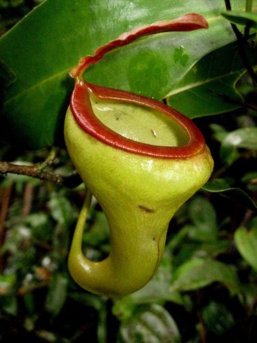 Nepenthes X pyriformis