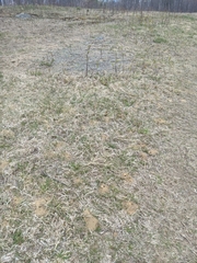 Andrena erythrogaster