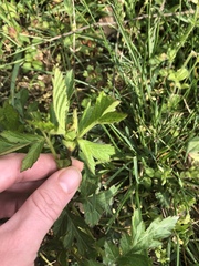 Geum vernum