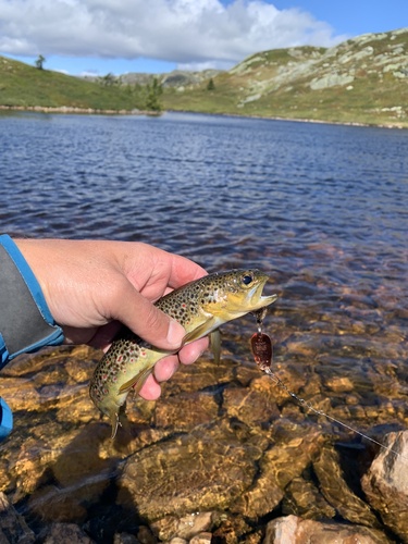 Brown Trout