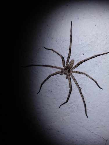 Pantropical Huntsman Spider