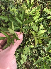 Geum vernum
