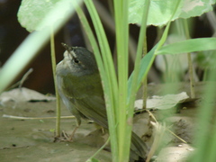 Myiothlypis leucoblephara