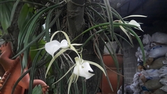 Brassavola nodosa