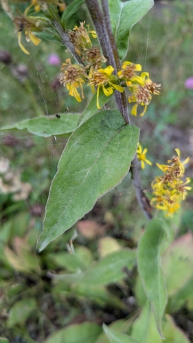 European goldenrod