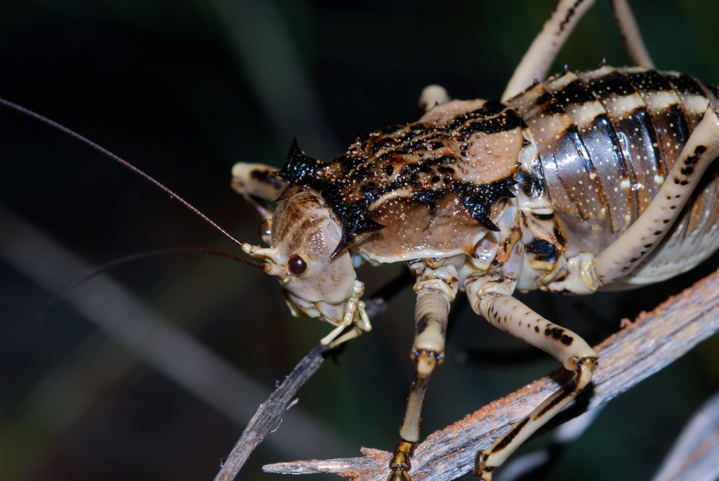 Acanthoproctus