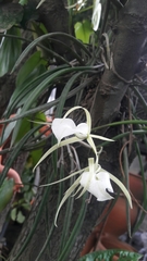 Brassavola nodosa