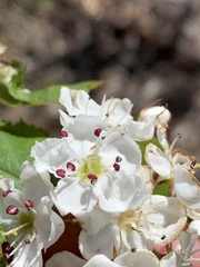 Crataegus macrosperma