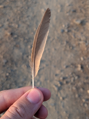 Plume de Cochevis huppé