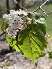 Crataegus macrosperma