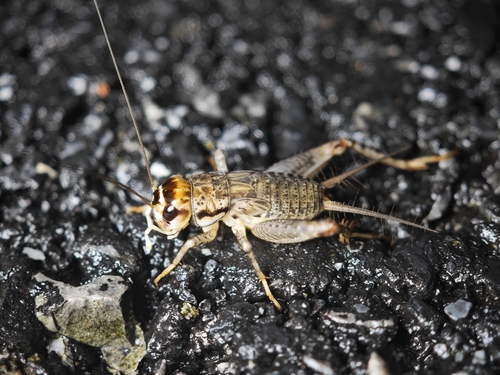 Japanese Burrowing Cricket