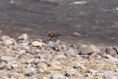 Cinclodes atacamensis