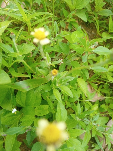 Tridax Daisy