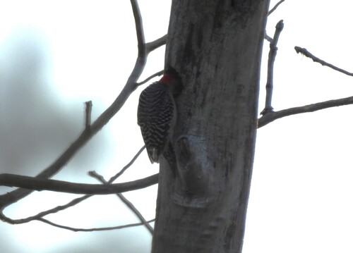Featured image for “Red-bellied Woodpecker”