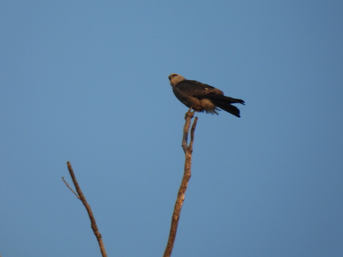 Featured image for “Mississippi Kite”