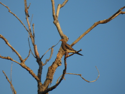 Featured image for “Mourning Dove”