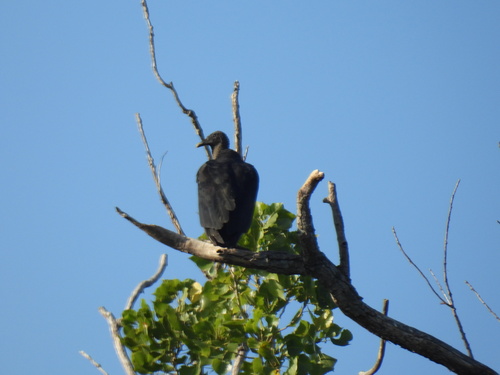 Featured image for “Black Vulture”