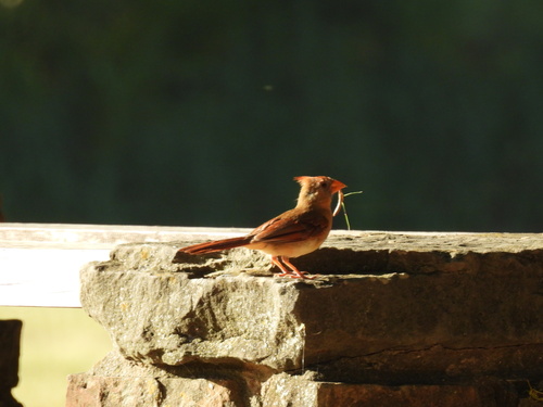 Featured image for “Northern Cardinal”