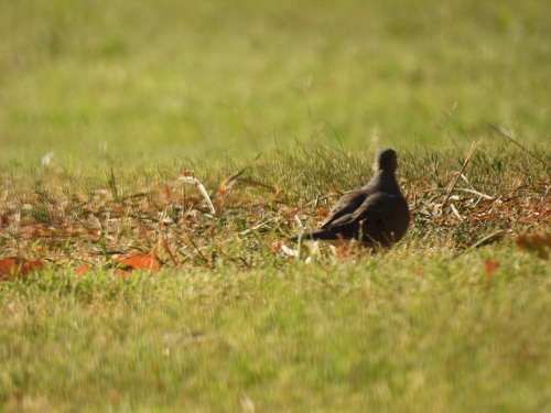 Featured image for “Mourning Dove”
