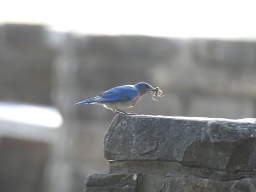 Featured image for “Eastern Bluebird”