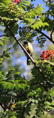 Great Tit