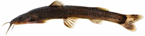 Natal mountain catfish (Amphilius natalensis) — Amphiliidae — 5