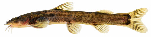 Natal mountain catfish (Amphilius natalensis) — Amphiliidae — 2