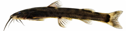Natal mountain catfish (Amphilius natalensis) — Amphiliidae — 4