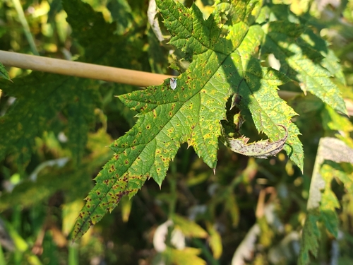 Puccinia echinopsis observed 2026-08-14