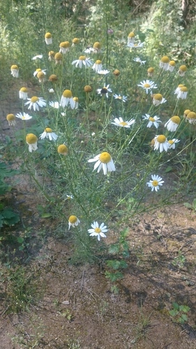 scentless mayweed