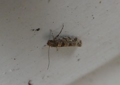 Parochmastis hilderi