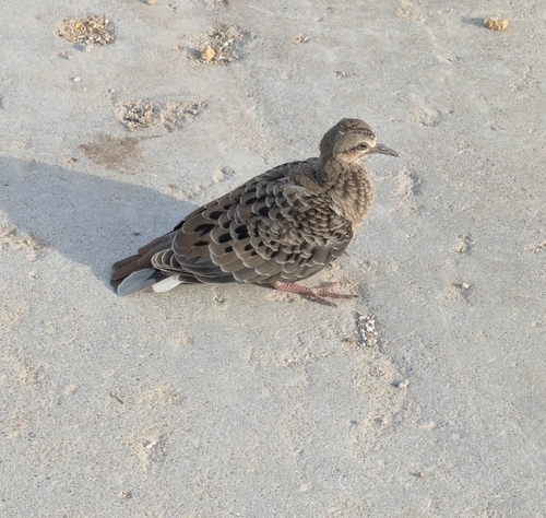 Mourning Dove