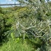 Acacia drepanolobium