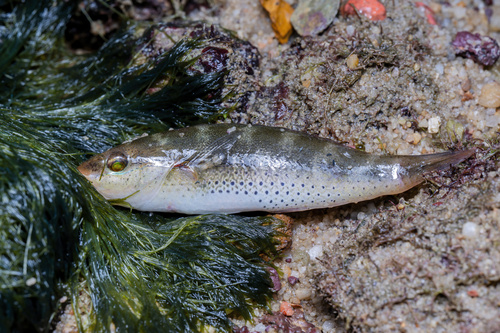 Brokeline wrasse (Stethojulis interrupta) — Labridae — 2