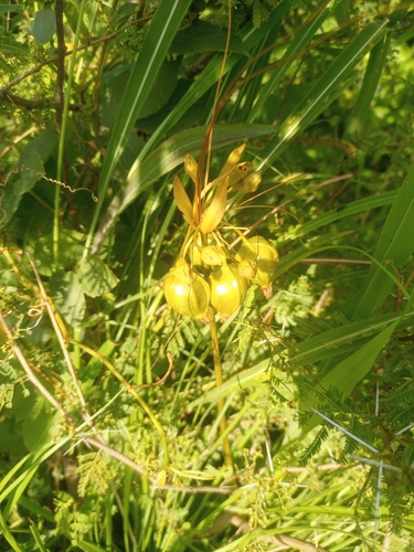 Polynesian Arrowroot