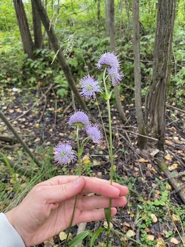 Devil's-bit Scabious