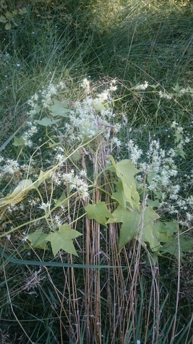 prickly cucumber
