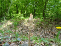Equisetum sylvaticum