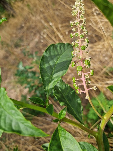 American pokeweed